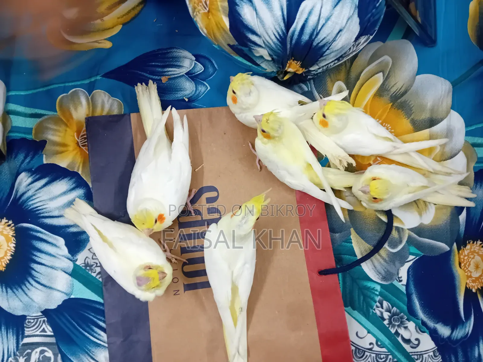 Cockatiel Bird