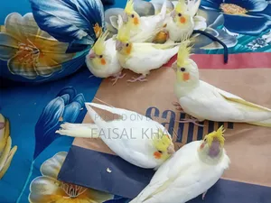 Cockatiel Bird