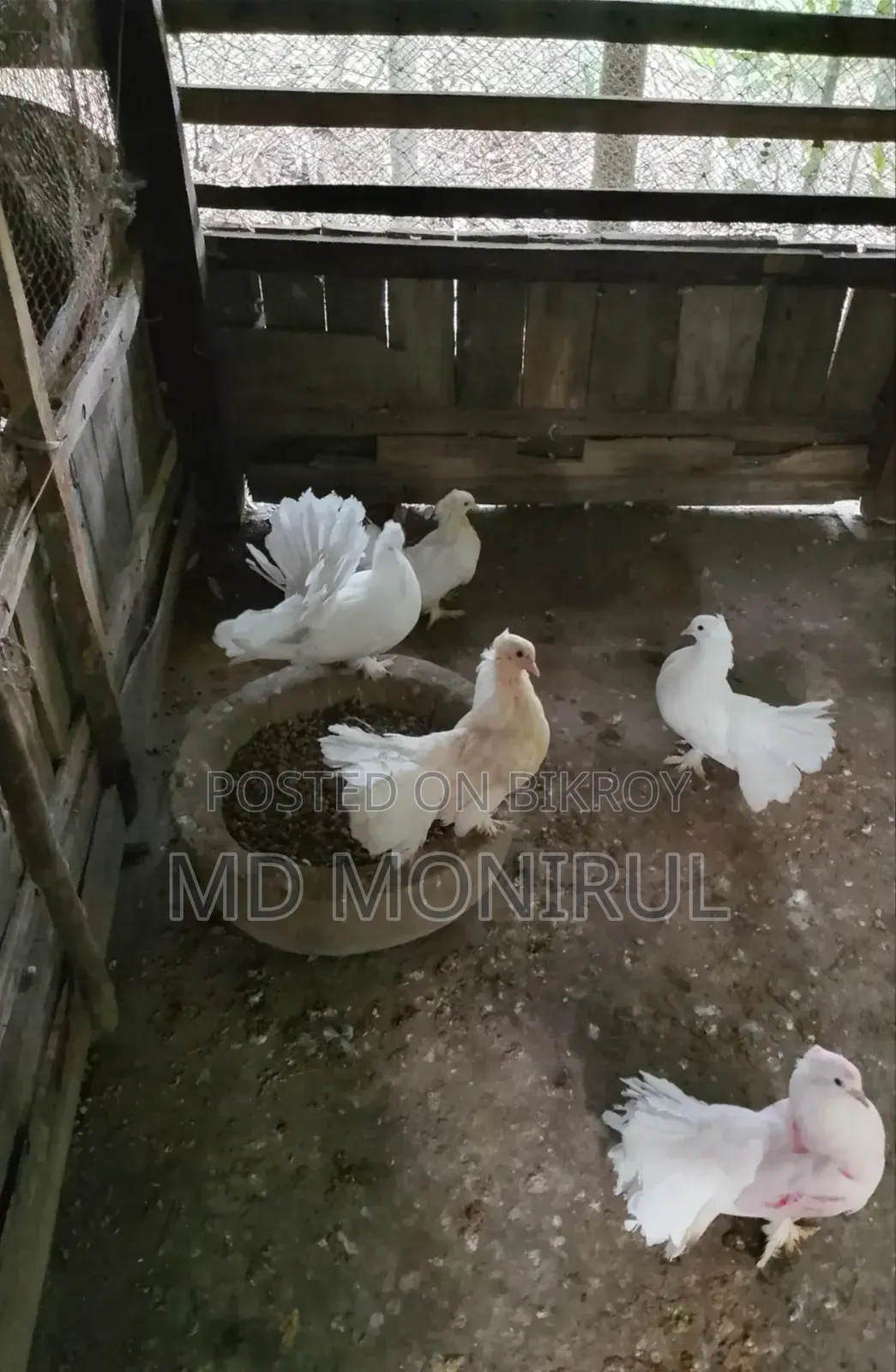 Pigeons for sale