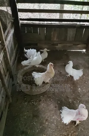 Pigeons for sale