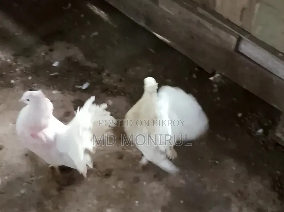 Pigeons for sale