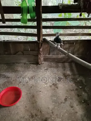 Pigeons for sale