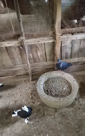 Pigeons for sale