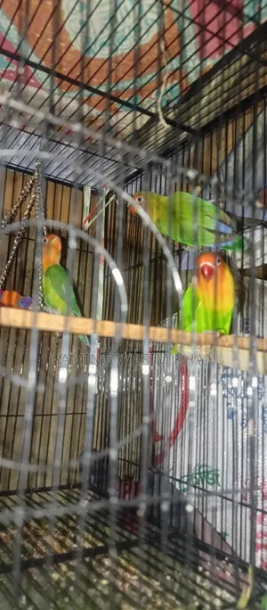 Lovebird Birds