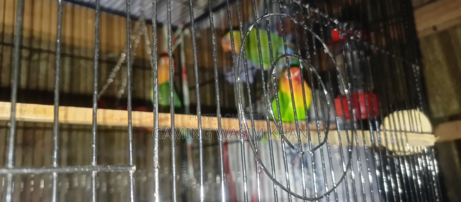 Lovebird Birds