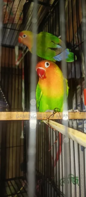 Lovebird Birds