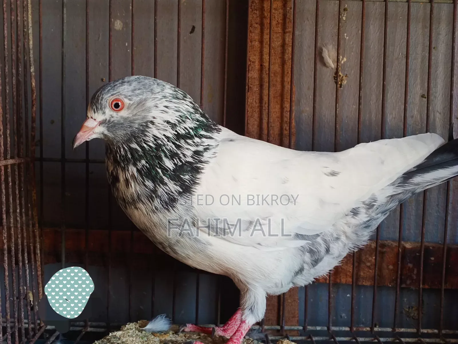 Golden Male Pigeon