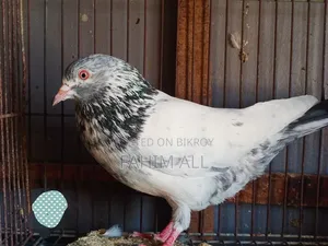 Golden Male Pigeon