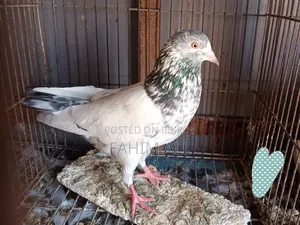 Golden Male Pigeon
