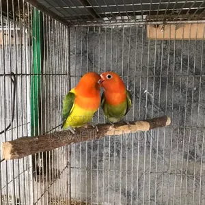 Love Bird Sell