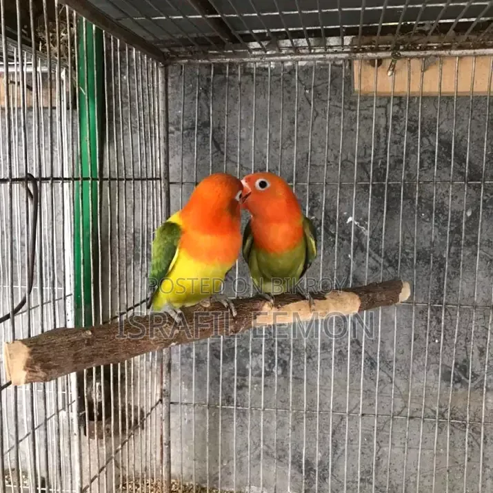 Love Bird Sell