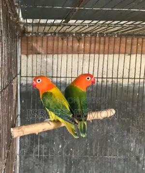 Love Bird Sell