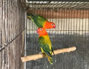 Love Bird Sell