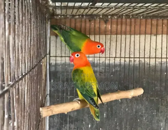 Love Bird Sell