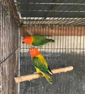 Love Bird Sell