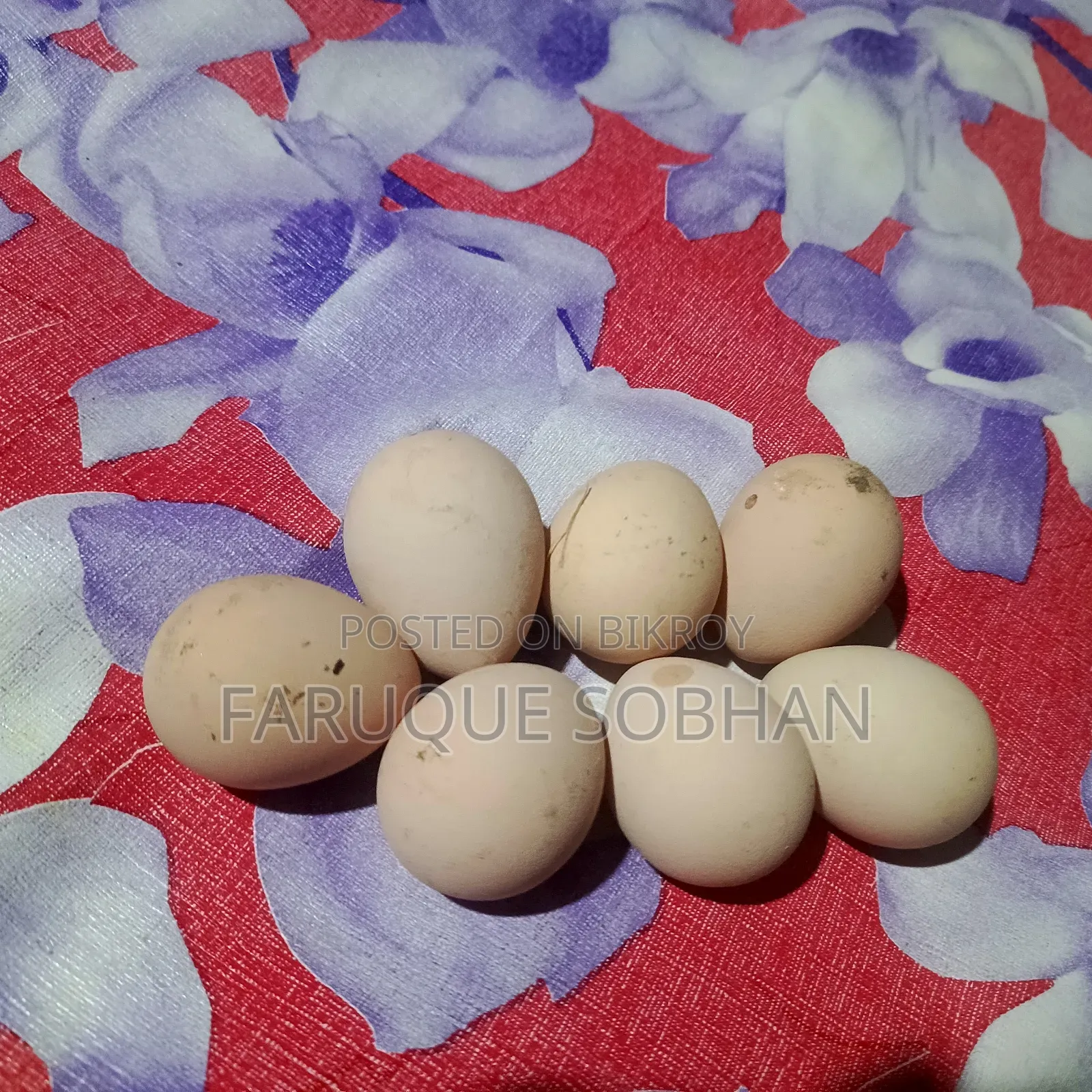 Tithi Chicken Hatching Eggs