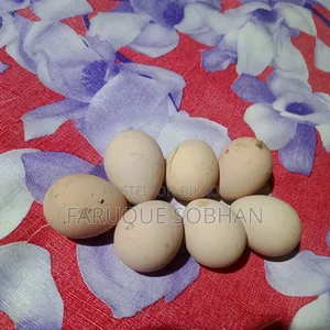 Tithi Chicken Hatching Eggs