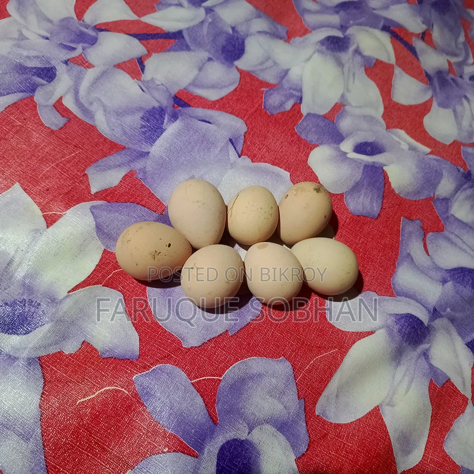 Tithi Chicken Hatching Eggs