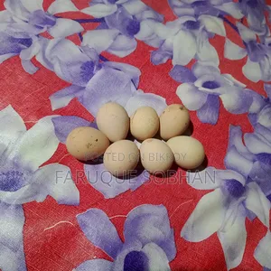 Tithi Chicken Hatching Eggs