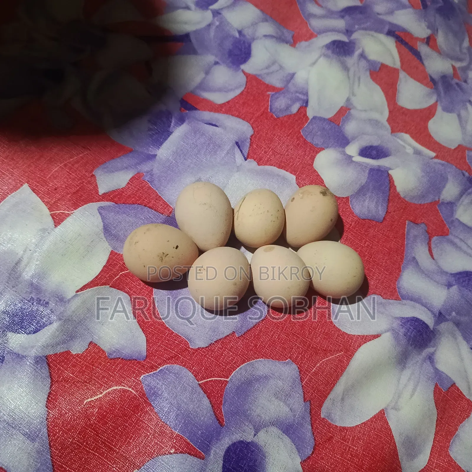 Tithi Chicken Hatching Eggs