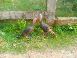 Running Taki Chicken for Sale