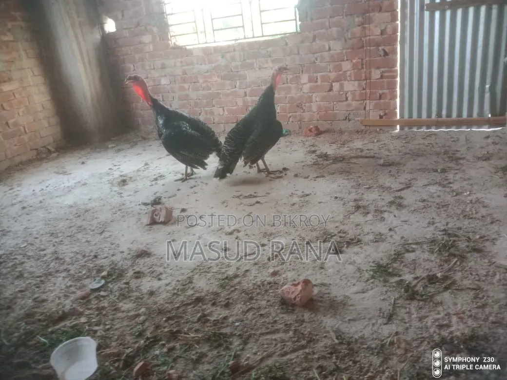 Running Taki Chicken for Sale