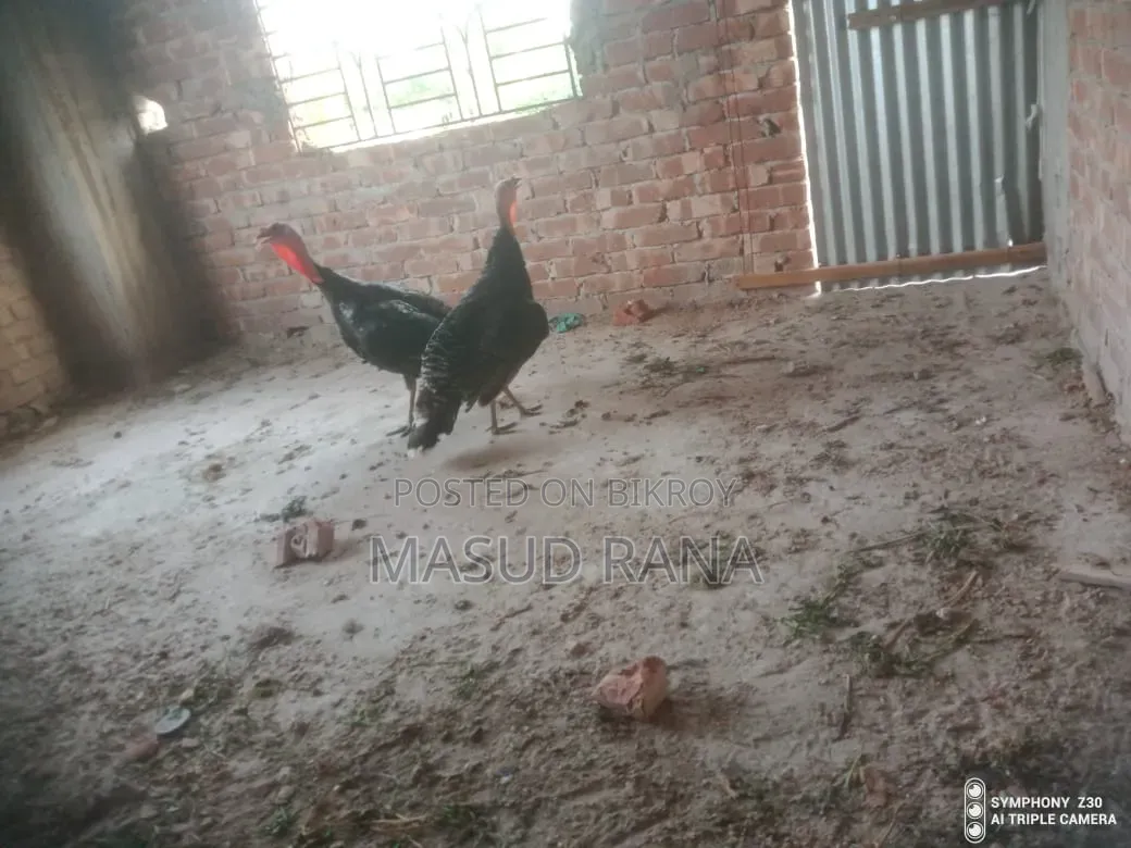 Running Taki Chicken for Sale
