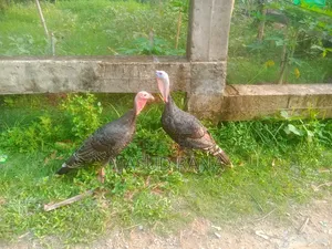 Running Taki Chicken for Sale