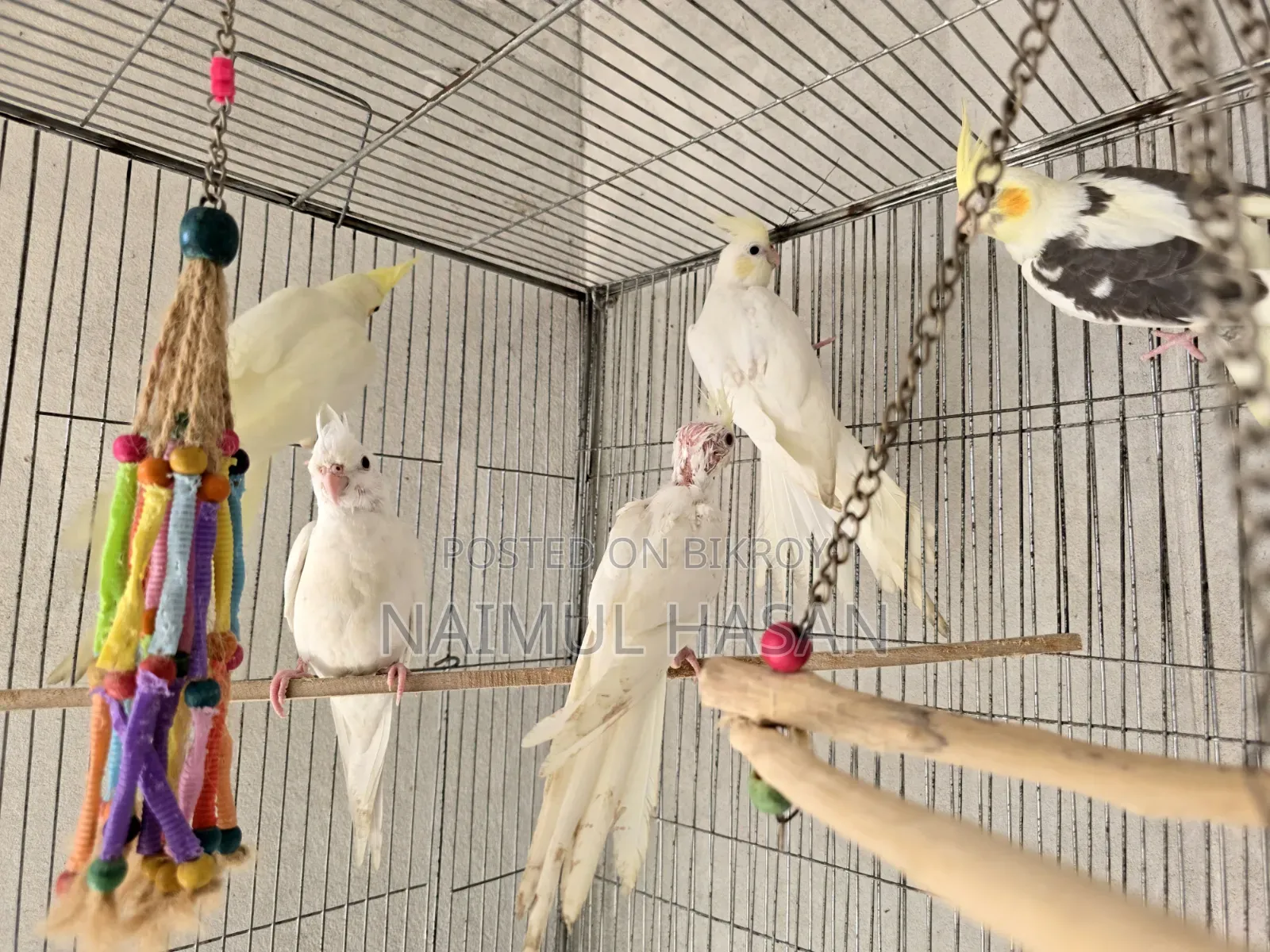 Tame Size Cokatiel High Mutation