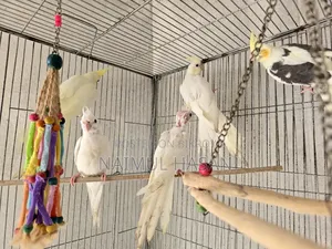 Tame Size Cokatiel High Mutation