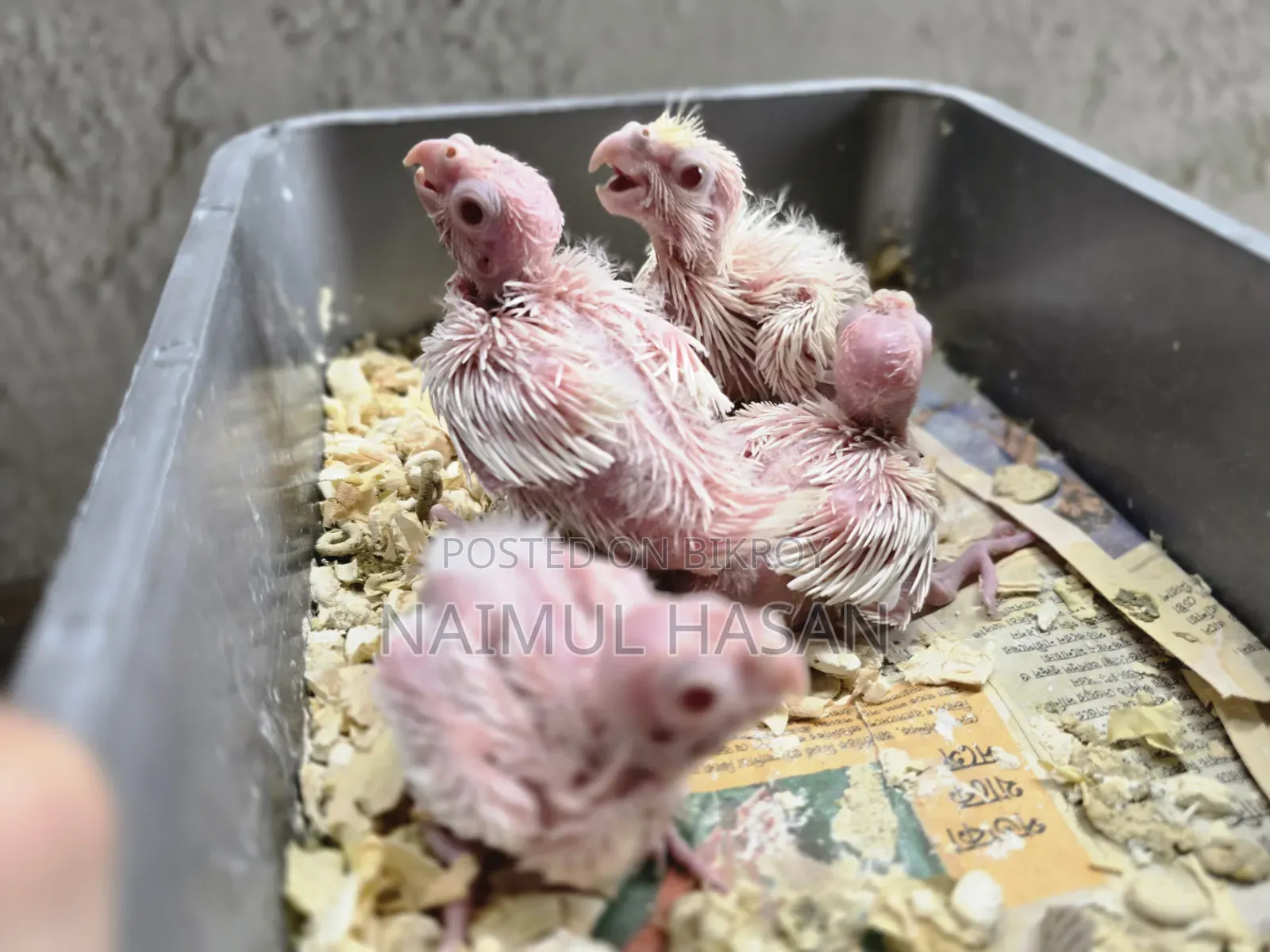 Tame Size Cokatiel High Mutation