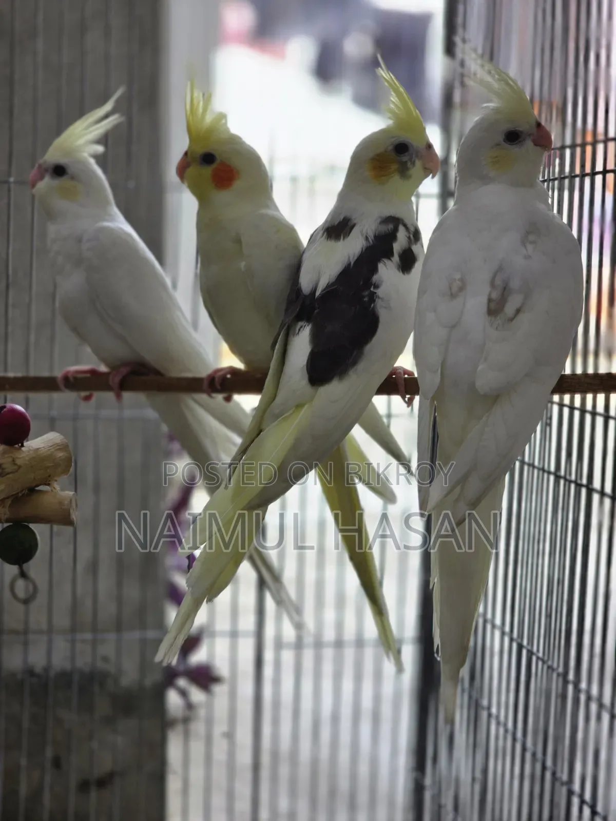 Tame Size Cokatiel High Mutation