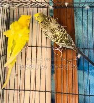জেপি ব্রিডিং পেয়ার