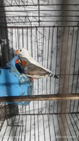 Finch Bird