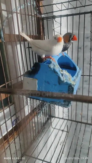 Finch Bird