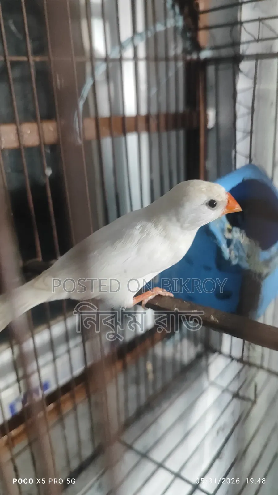 Finch Bird