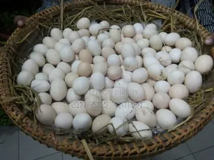 দেশি মুরগীর বীজ ডিম বিক্রি