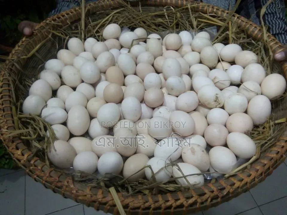 Native chicken hatching eggs for sale