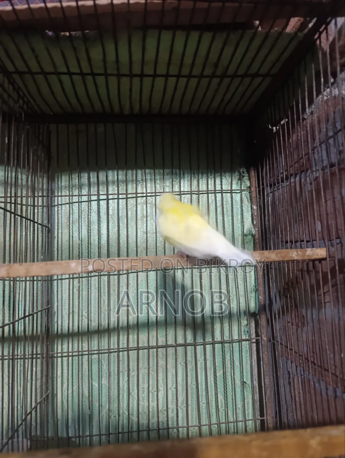 Gouldian Finch Female