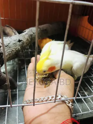 1 pair New Adult Cockatiel Bird
