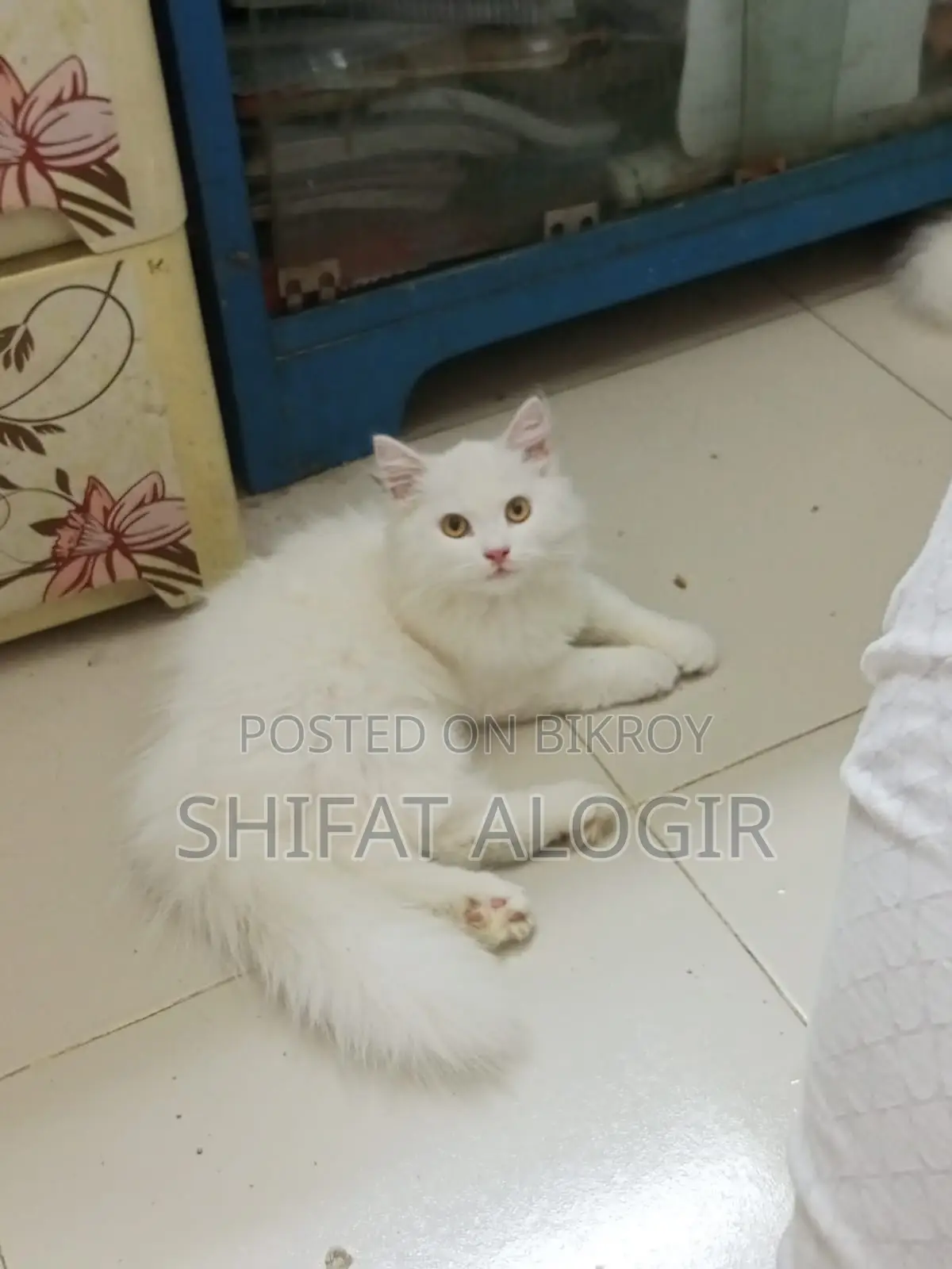 3-6 Months Male Purebred Persian