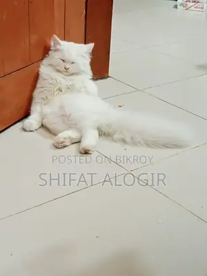 3-6 Months Male Purebred Persian