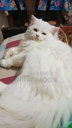 3-6 Months Male Purebred Persian
