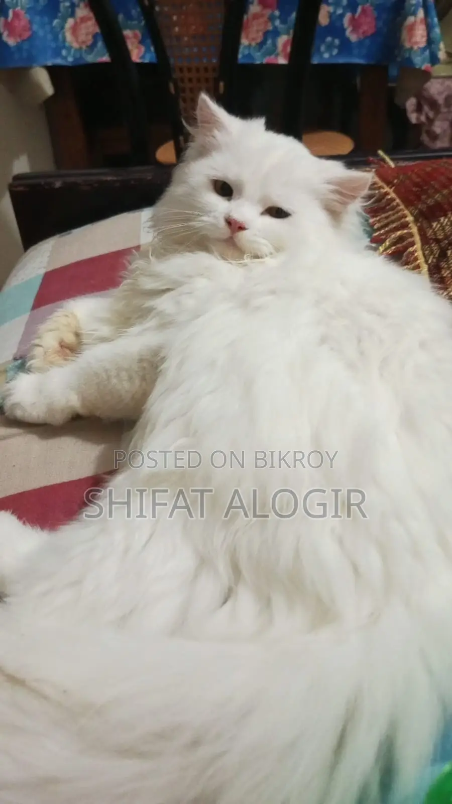 3-6 Months Male Purebred Persian