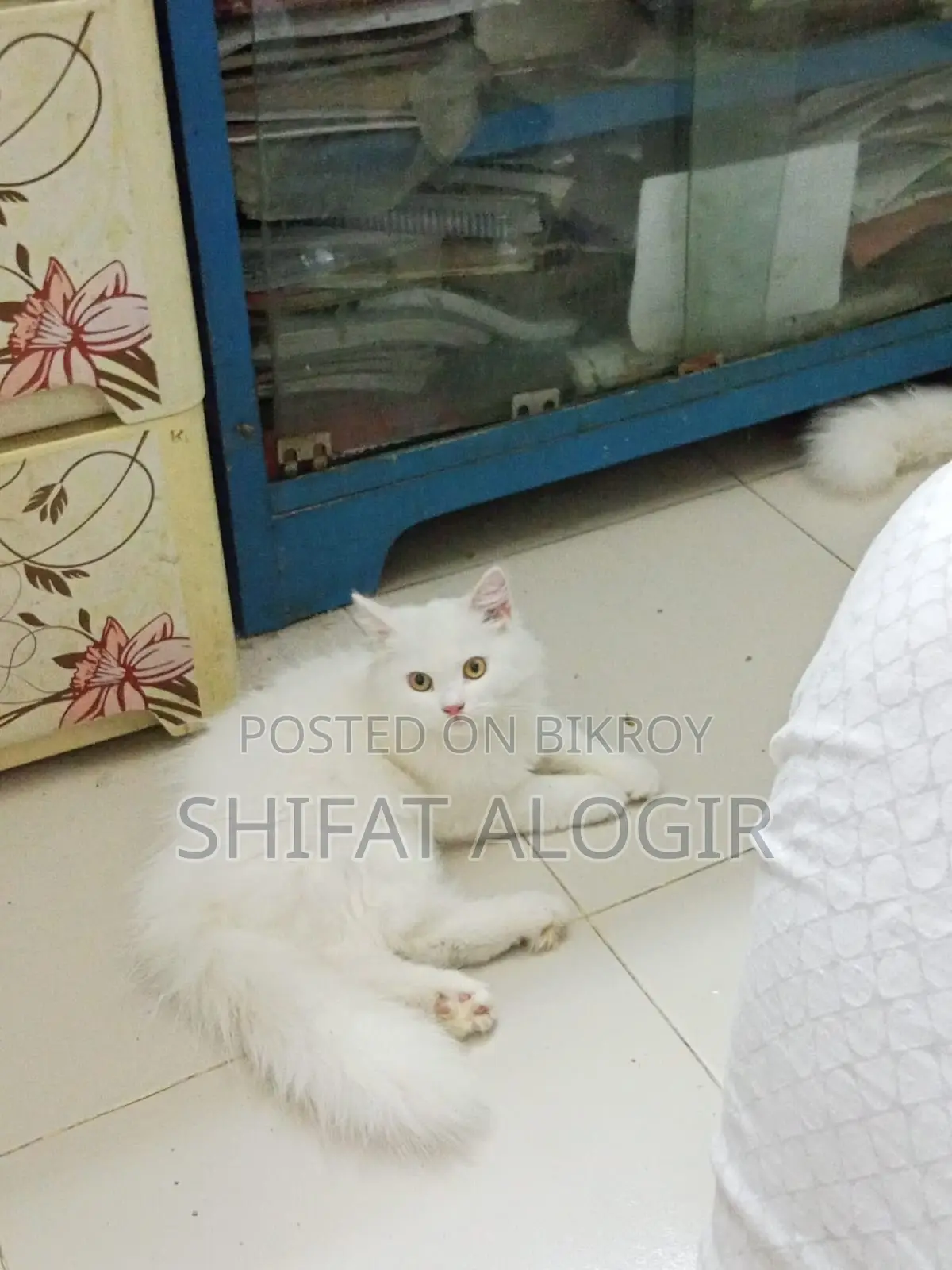 3-6 Months Male Purebred Persian