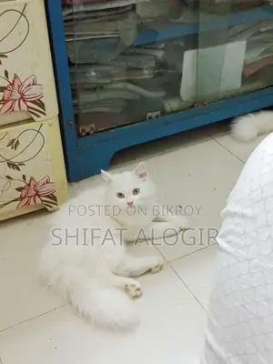 3-6 Months Male Purebred Persian
