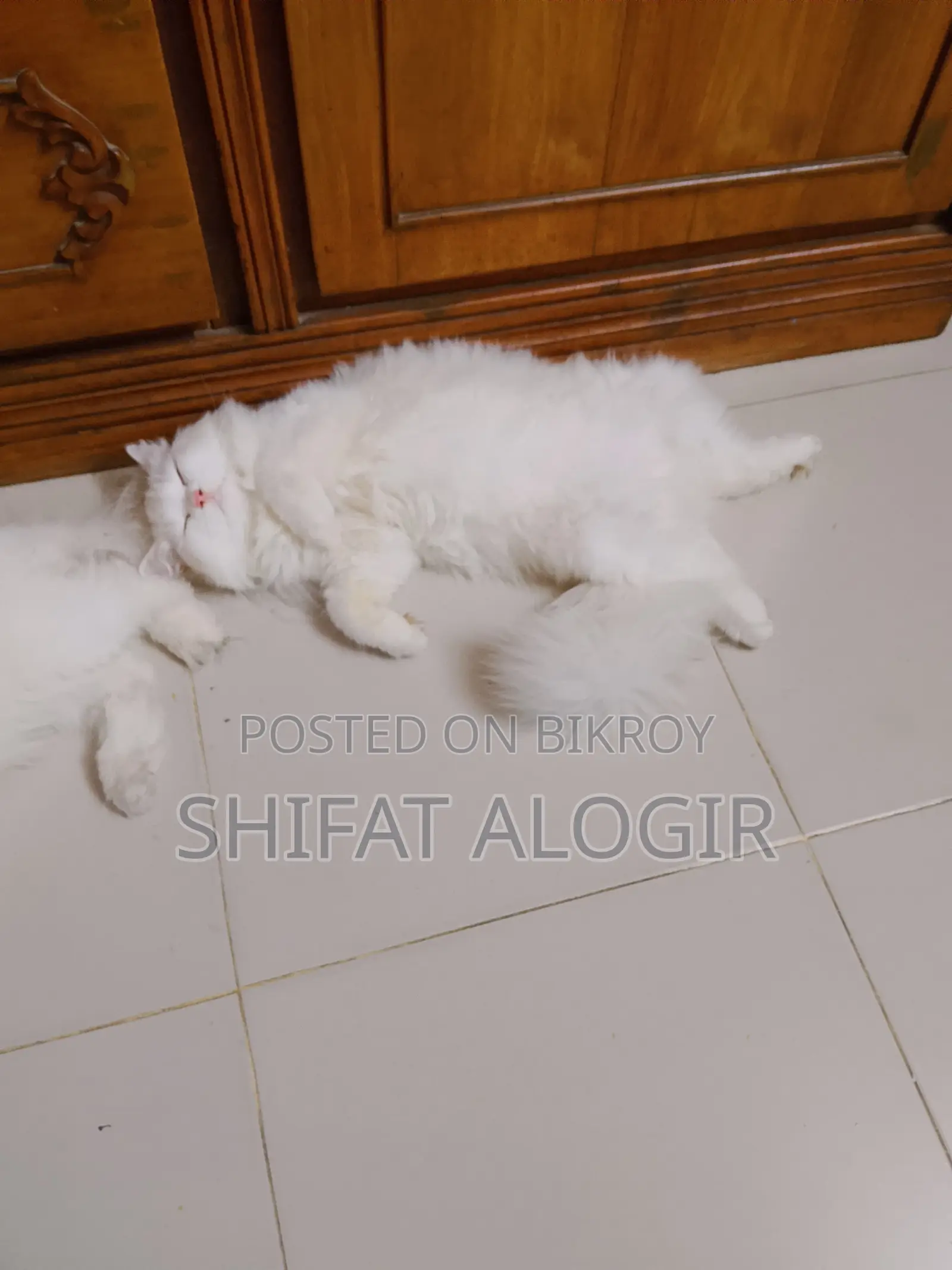 3-6 Months Male Purebred Persian