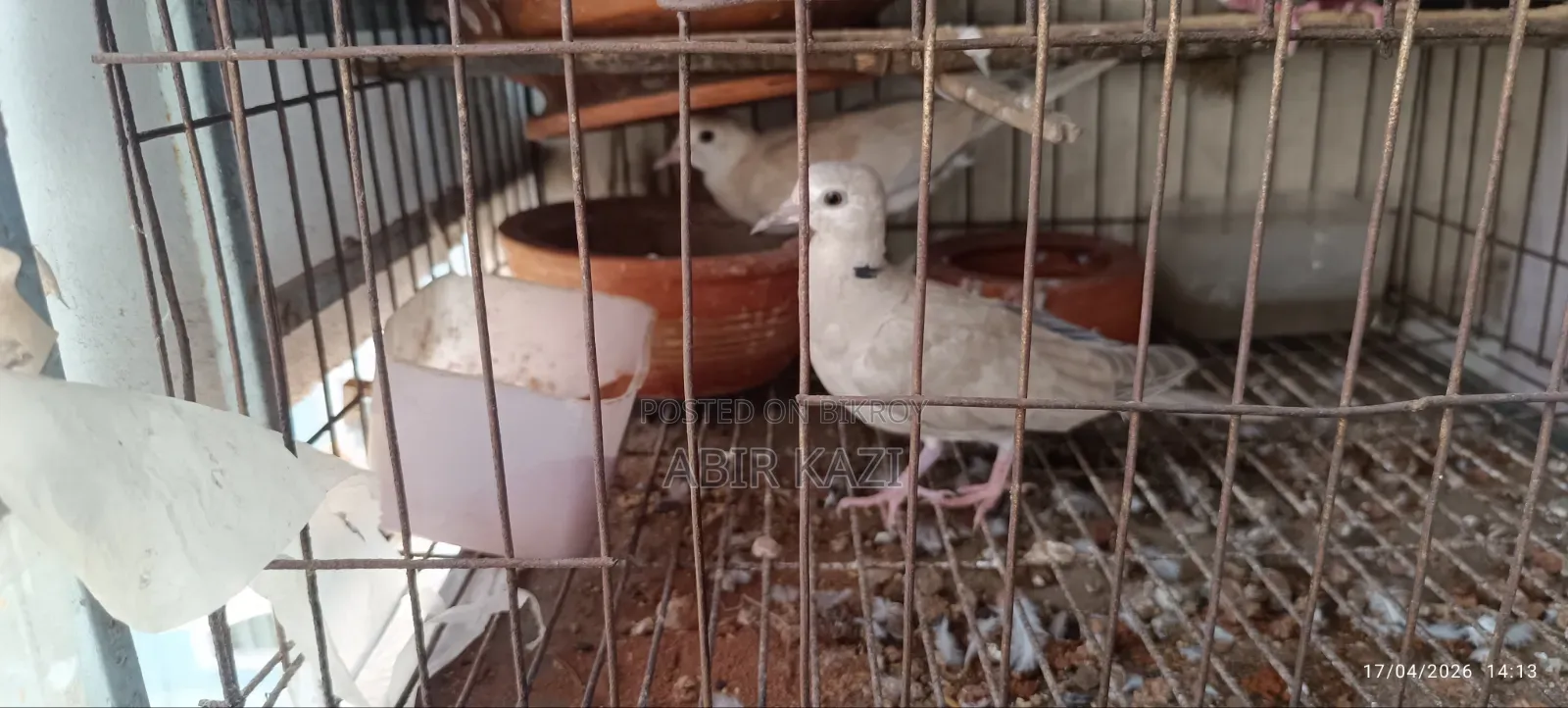Dove bird for sale
