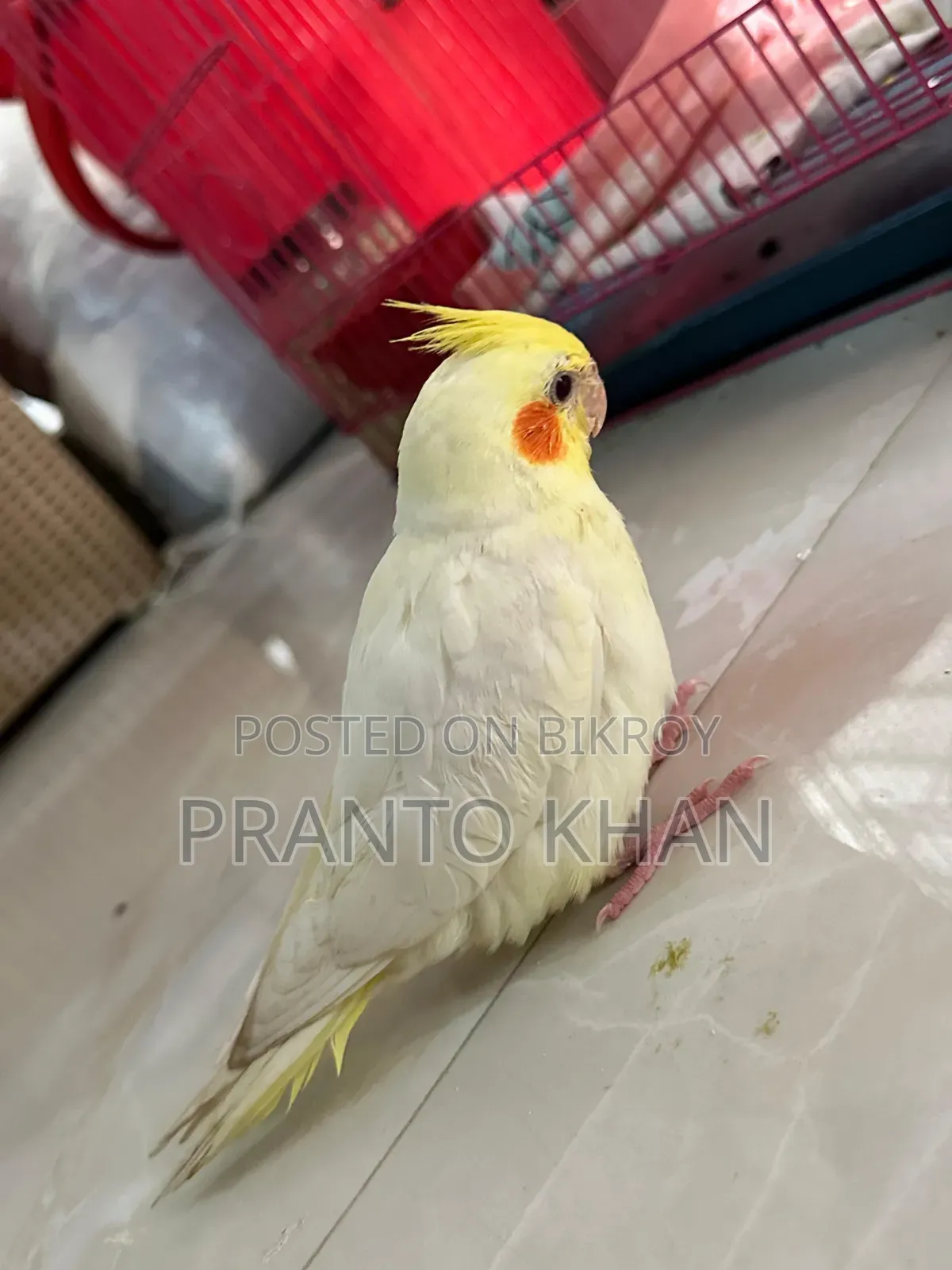 ককাটেল পাখি