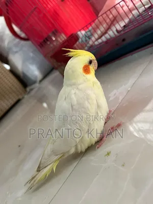 ককাটেল পাখি